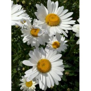 Kæmpemarguerit 'Becky'