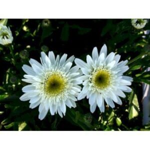 Kæmpemarguerit 'Christine Hagemann'