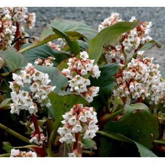 Kæmpestenbræk 'Bressingham White'
