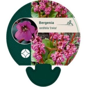Kæmpestenbræk 'Eroica'