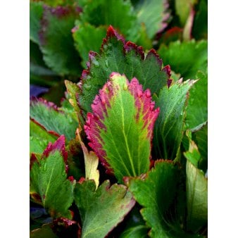 Kæmpestenbræk hybrid 'Nova Flame'