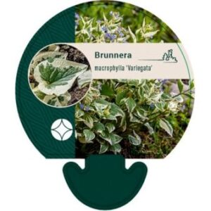 Kærmindesøster 'Variegata'