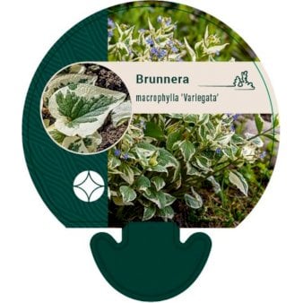 Kærmindesøster 'Variegata'