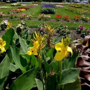 Kanna mix
