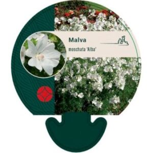 Katost 'Alba' Bakke med 12 stk.