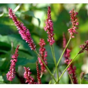 Kertepileurt 'Speciosa'