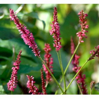 Kertepileurt 'Speciosa'