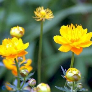 Kinesisk Engblomme 'Golden Queen'