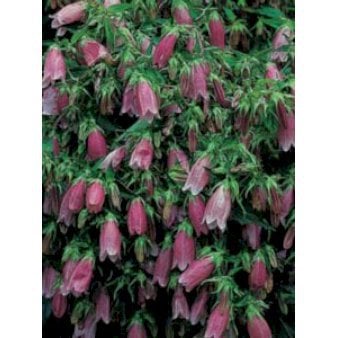 Klokkeblomst 'Rubra'