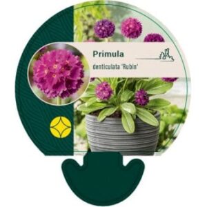 Kugleprimula