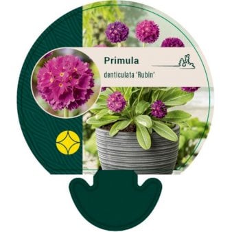 Kugleprimula