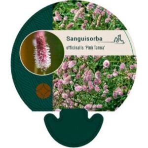 Kvæsurt 'Pink Tanna' Bakke med 12 stk.