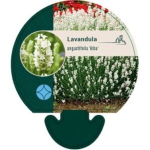 Lavendel 'Alba' Bakke med 12 stk.