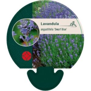 Lavendel 'Dwarf Blue' Bakke med 12 stk.