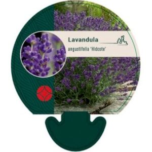 Lavendel 'Hidcote Blue' Bakke med 12 stk.