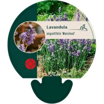 Lavendel 'Munstead' Bakke med 12 stk.