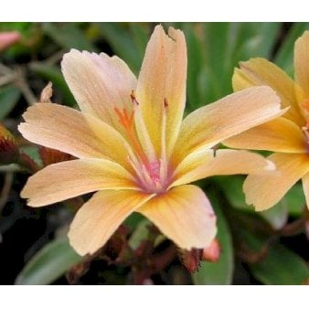 Lewisia 'Little Peach'