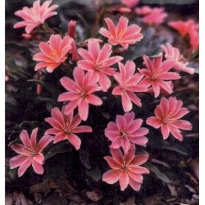 Lewisia 'Little Plum'