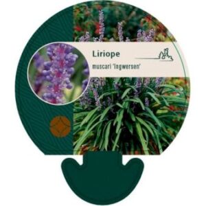 Liriope 'Ingwersen'