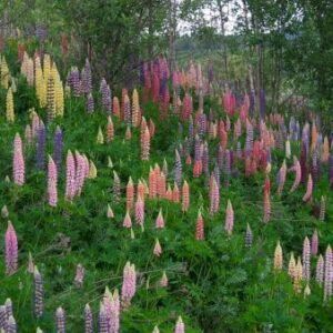 Lupin Mix