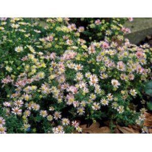 Lyngasters 'Lovely'