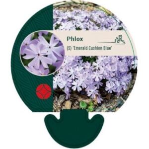 Lyngfloks 'Emerald Cushion Blue'