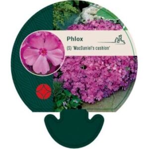 Lyngfloks 'MacDaniel's Cushion'