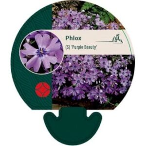 Lyngfloks 'Purple Beauty' Bakke med 12 stk.