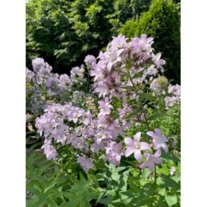 Mælkeklokke 'Loddon Anna'