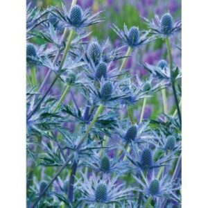Mandstro 'Big Blue'