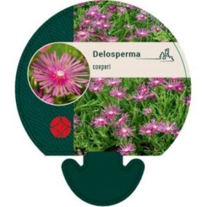 Middagsblomst