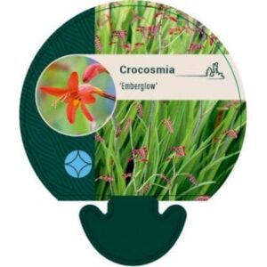 Montbretia 'Emberglow'