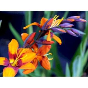 Montbretia 'Emily Mckenzie'