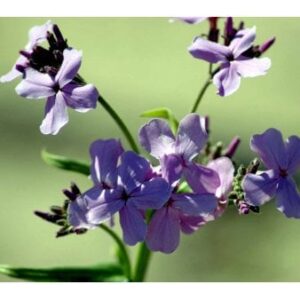 Natviol