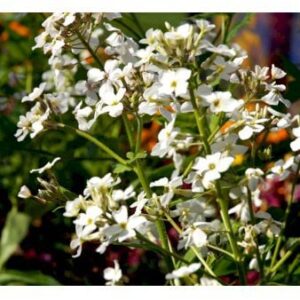 Natviol 'Alba'