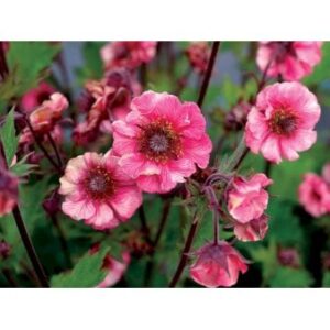 Nellikerod 'Tempo Rose' 1 liter potte
