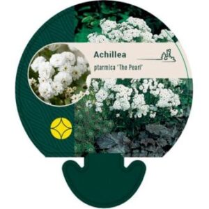 Nyserøllike 'Die Perle'
