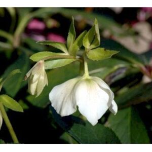 Påskeklokke 'White Lady'