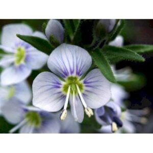 Porcelæns-Ærenspris 'Robusta'