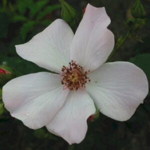 'Poulsen's Pearl'
