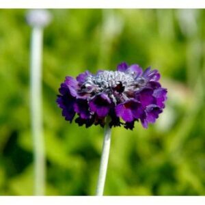 Primula
