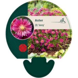 Pudeasters 'Jenny'