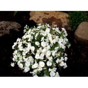 Pudefloks 'White Admiral'