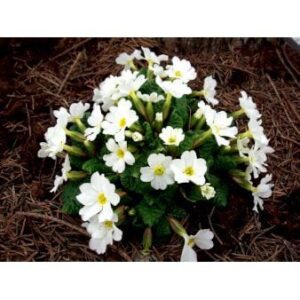 Pudeprimula 'Schneekissen'