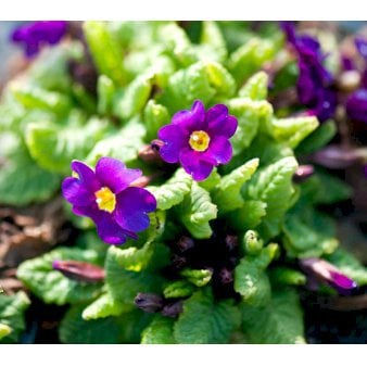 Pudeprimula