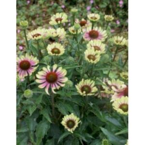 Purpursolhat 'Green Twister' 1 liter potte