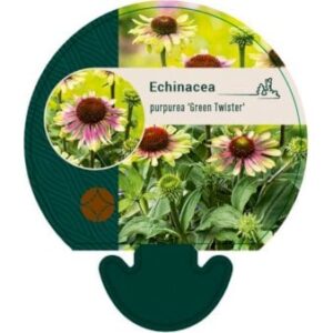 Purpursolhat 'Green Twister' Bakke med 12 stk.