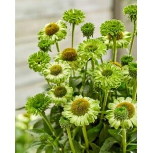 Purpursolhat 'SunSeekers Apple Green' 1 liter potte