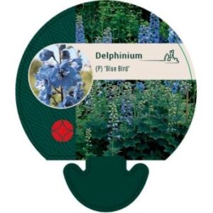 Ridderspore 'Blue Bird'