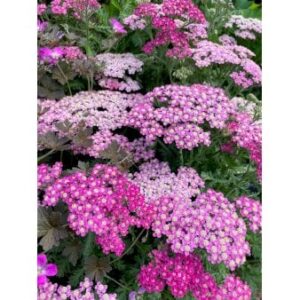 Røllike 'Milly Rock Rose' 1 liter potte